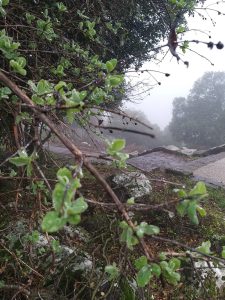 עלים אחרי הגשם