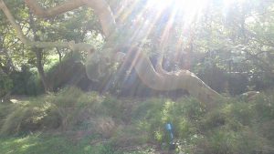 ענפי עץ עם קרני שמש