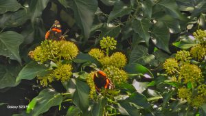 פרפרים על פרחים