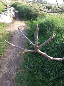 שביל עם שיחים ואבנים בצדדים