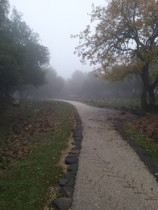 שביל בין עצים עם ערפל